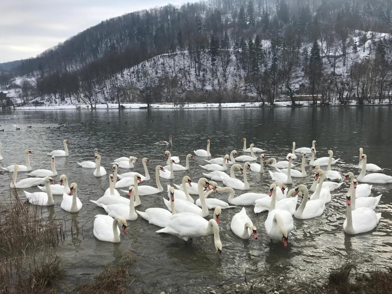 Vila Blanca Alexandru cel Bun Buitenkant foto